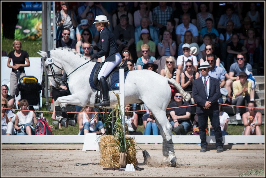 Pferd International 155